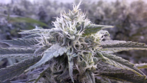 Ways to Calculate Water Use and Transpiration Rates for Indoor Cannabis Cultivation