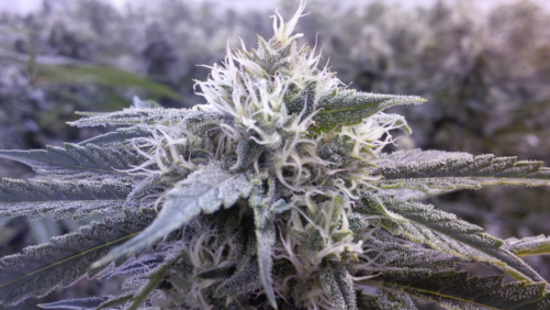 Ways to Calculate Water Use and Transpiration Rates for Indoor Cannabis Cultivation