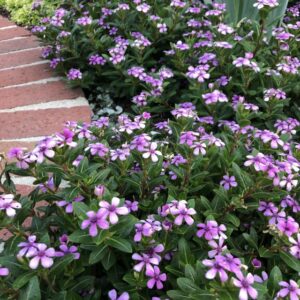 Catharanthus 'Soiree Kawaii Blueberry Kiss' (Suntory Flowers)