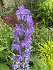 Delphinium 'Delgenius Shelby' (Pacific Plug and Liner)