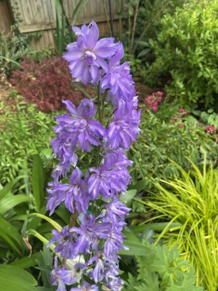Delphinium 'Delgenius Shelby' (Pacific Plug and Liner)