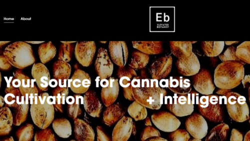 An Elevated Level of Cannabis Production Information
