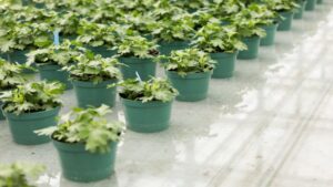 Webinar to Focus on Managing Greenhouse Water Demand