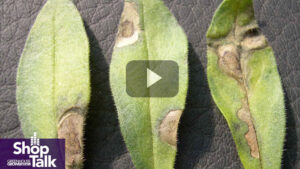 Why Managing Botrytis Involves a Range of Strategies