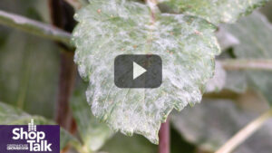 Tips to Prevent the Spread of Powdery Mildew in Greenhouses