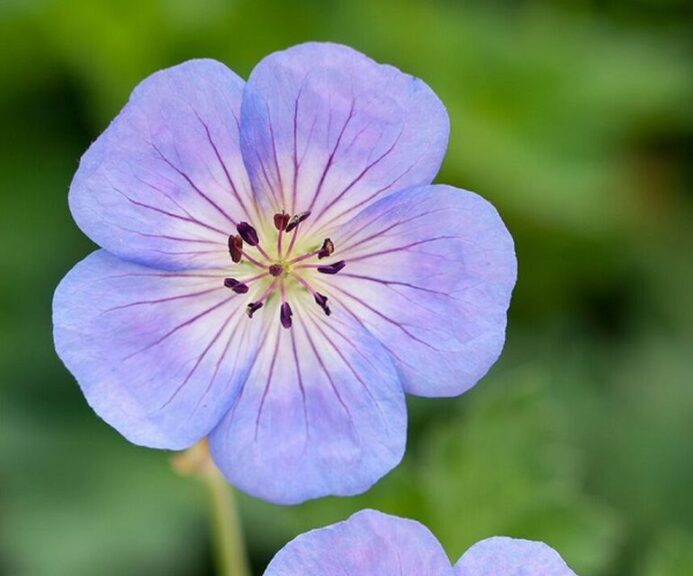 Geranium 'Azure Rush' (Must Have Perennials)