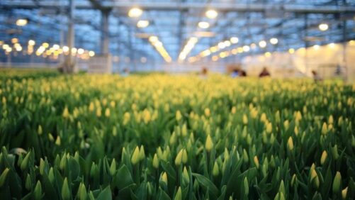 The Importance of a Sequence of Operations in Greenhouse Automation
