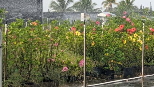 Florida Nursery Industry Monitoring Hibiscus Bud Weevil