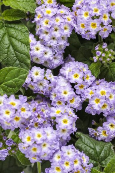 Heliotropium 'Augusta Lavender' (Proven Winners)