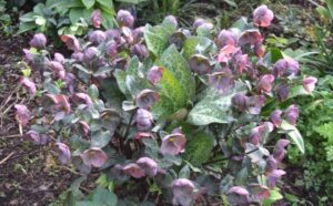 2. Allan Armitage on New Plant Offerings We Will Need More Than Ever This Year