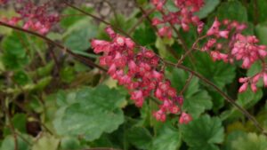 Heuchera: To Seed, or Not to Seed