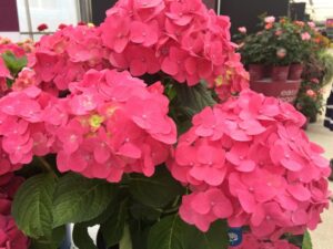 Hydrangea 'Endless Summer' (Bailey)