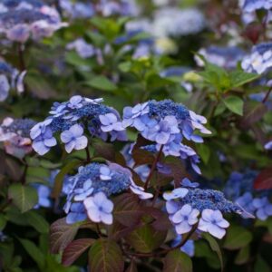 Hydrangea 'Endless Summer Twist n Shout' (Bailey)
