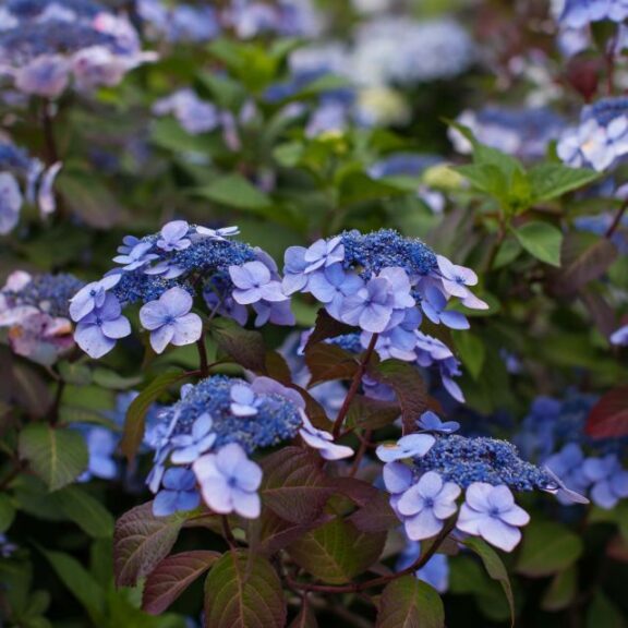Hydrangea 'Endless Summer Twist n Shout' (Bailey)