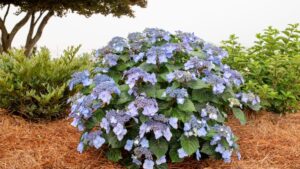 Why Bailey Says Its New Hydrangea Variety Will Be a Smash