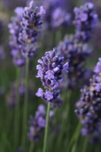 Lavandula 'SuperBlue' (Darwin Perennials)