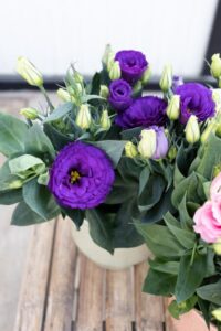 Lisianthus 'Julietta Blue' (Ball Ingenuity)