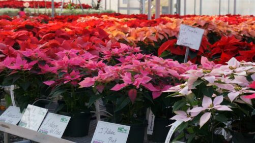 Mitchell’s Nursery in North Carolina Hosting Poinsettia Showcase