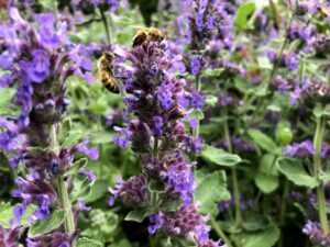 Nepeta 'Purple Haze' (Terra Nova Nurseries)
