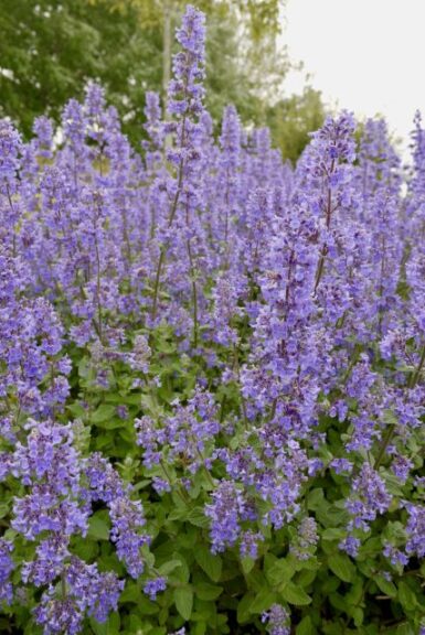 Nepeta 'Summer Magic' (Plants Nouveau)