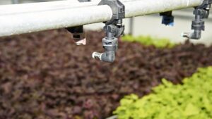 Get to Know Your Greenhouse Water