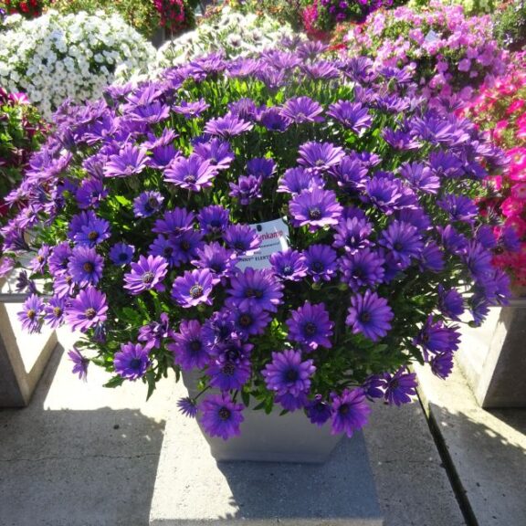 Osteospermum 'Sunny Elektra' (Beekenkamp)