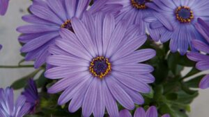 Selecta One Partnering With MPS to Improve Its Carbon Footprint