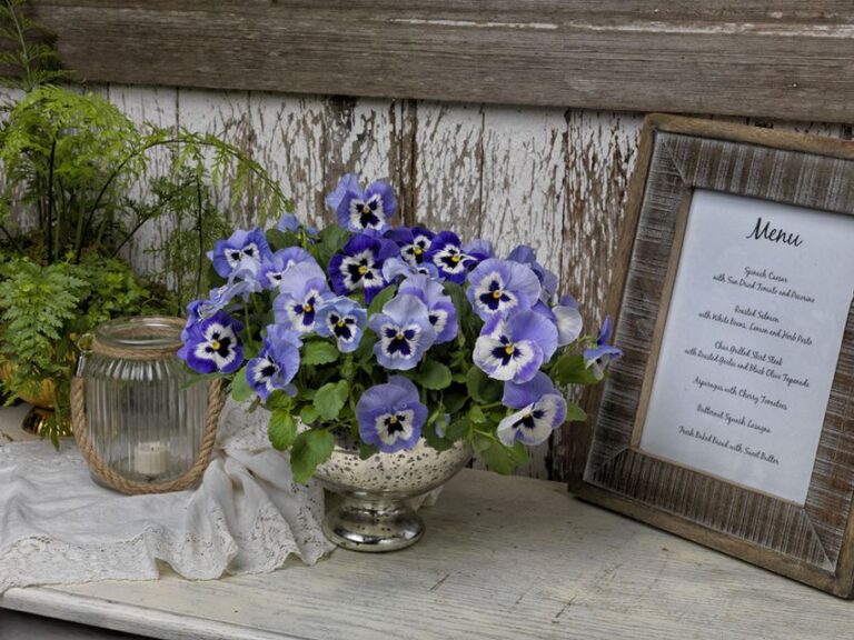 Pansy 'Inspire Plus Marina' (Ernst Benary of America)