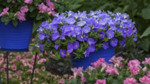 Need to Add Color to Your Plant Offerings? Consider These Very Peri-Toned Options