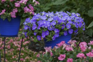 Petunia 'Dekko Sky Blue' (Syngenta Flowers)