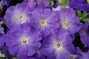 Petunia multiflora 'Mambo GP Sky Blue' (Hem Genetics)