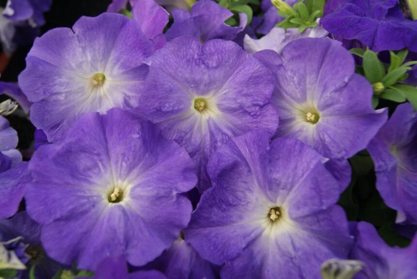Petunia multiflora 'Mambo GP Sky Blue' (Hem Genetics)
