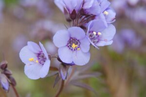 Polemonium 'Heaven Scent' (Intrinsic Perennial Gardens)