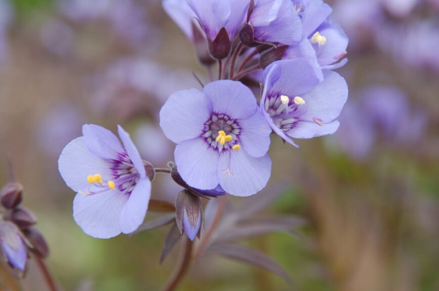 Polemonium 'Heaven Scent' (Intrinsic Perennial Gardens)