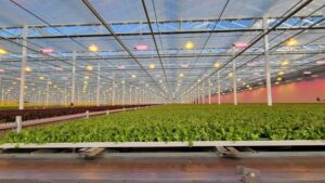 Greenhouse Leafy Greens Grower Invests in AI Technology