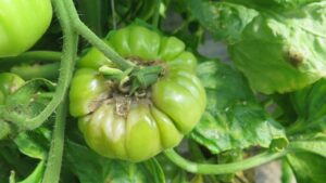 A Refresher on Diseases to Monitor in Greenhouse Tomatoes
