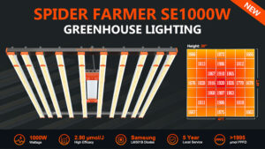 How to Raise The Quality of Your Cannabis?