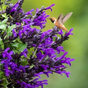 Salvia 'Hummingbird Falls'