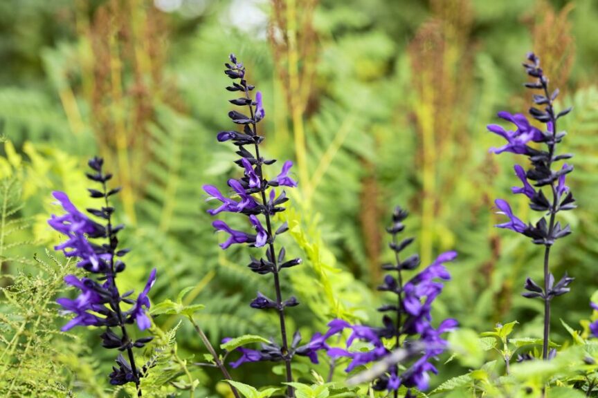 Salvia 'Salgoon Spencer Lake' (Hilverdaflorist)