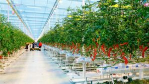 Are You Planning a Switch To LED Lighting in Your Greenhouse? Follow These Five Tips