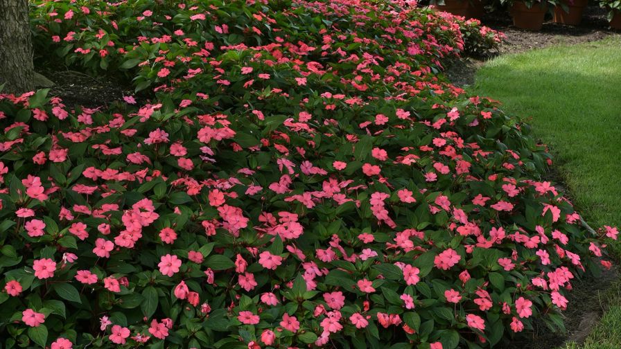 21. Opportunities Abound for Plant Breeders in 2022