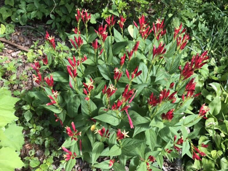 Spigelia marilandica