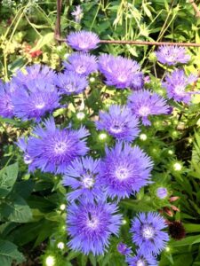 Stokesia 'Mels Blue' (Plants Nouveau)
