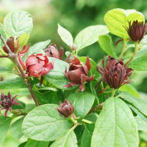 Sweetshrub 'Simply Scentsational'