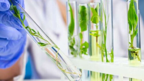 Testing for Hop Latent Viroid, Other Cannabis Diseases Now Available