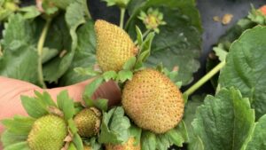 Research Highlights Use of Biocontrols to Manage Chilli Thrips