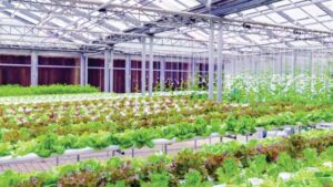 Details on a New Greenhouse Lighting Distributor