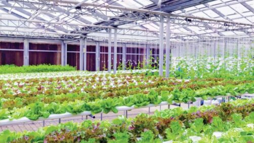 Details on a New Greenhouse Lighting Distributor