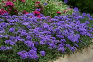 Verbena 'EnduraScape Blue' (Ball FloraPlant)