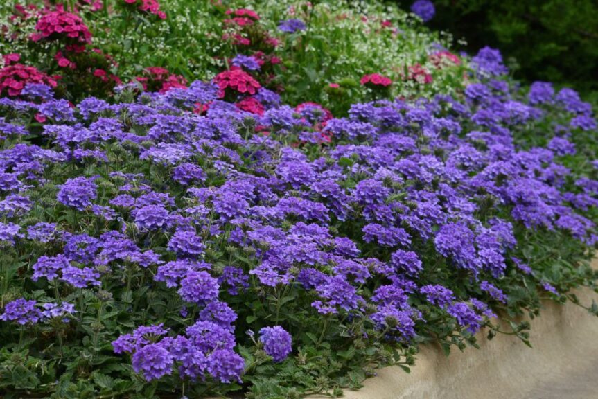 Verbena 'EnduraScape Blue' (Ball FloraPlant)